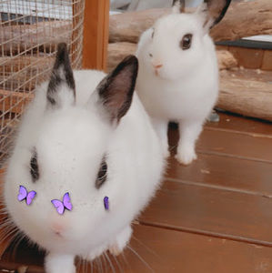 Meet your Posher, Lily